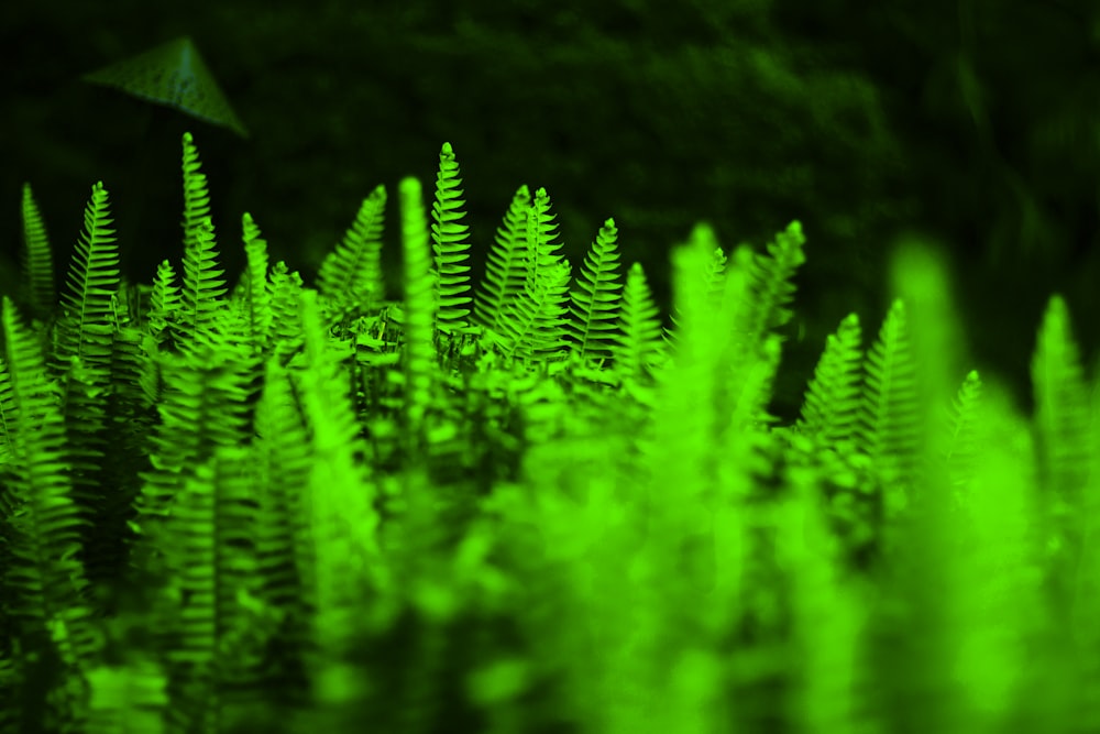 green fern plant in close up photography