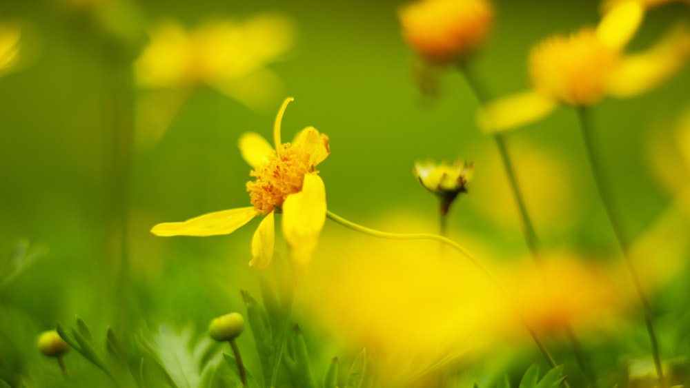 yellow flower in tilt shift lens