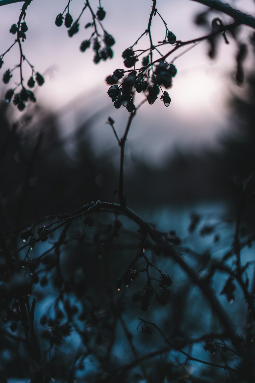 photo en noir et blanc de feuilles