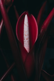 red and white plant in close up photography