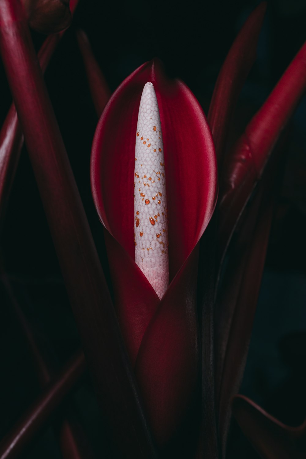 red and white plant in close up photography