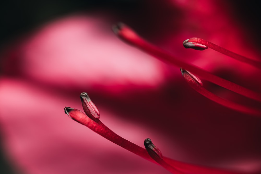 pink and white water droplets