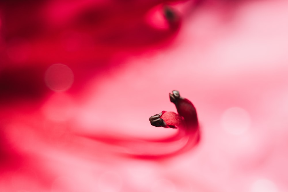 red heart shaped ornament on pink textile