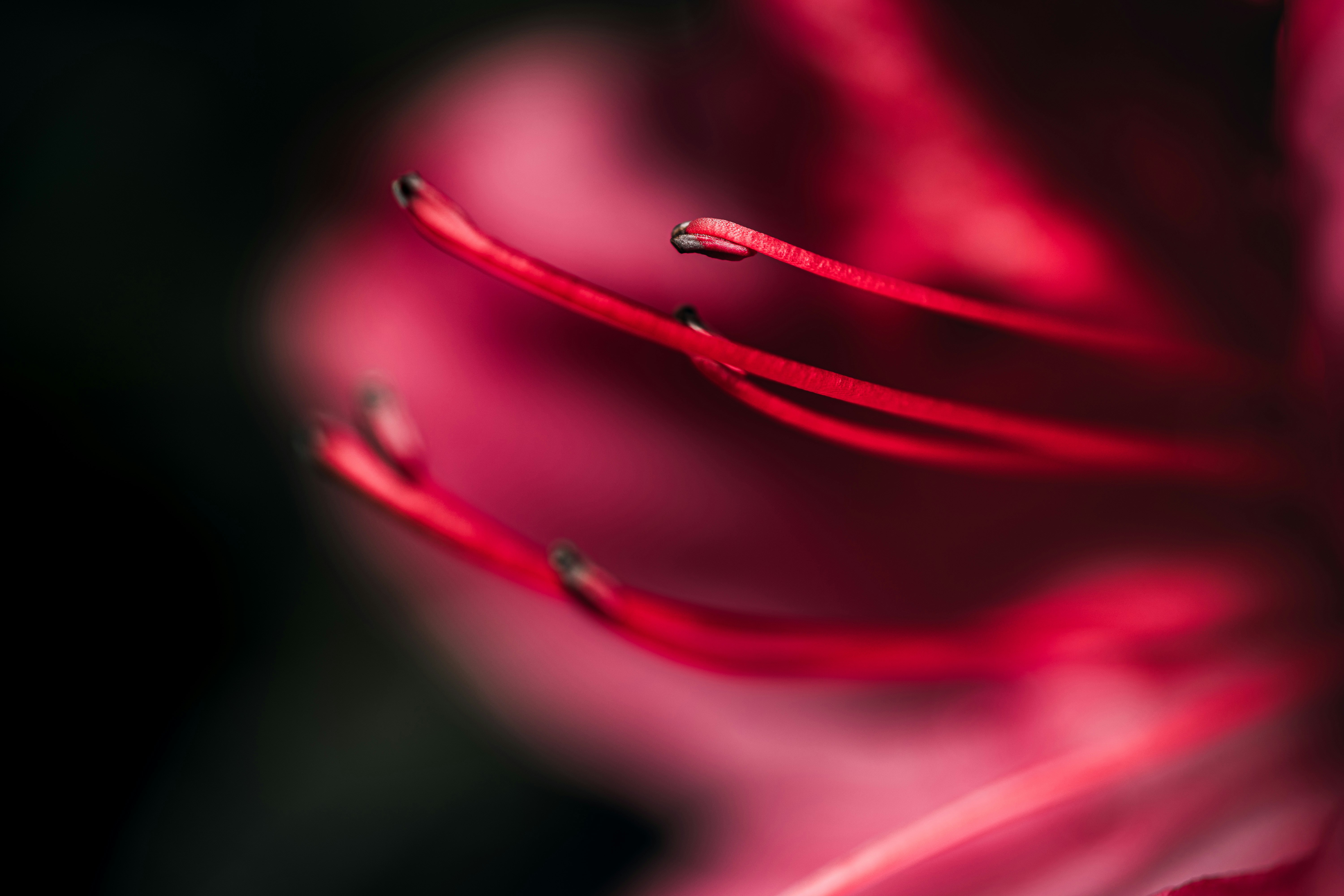 Photo by timothycdykes