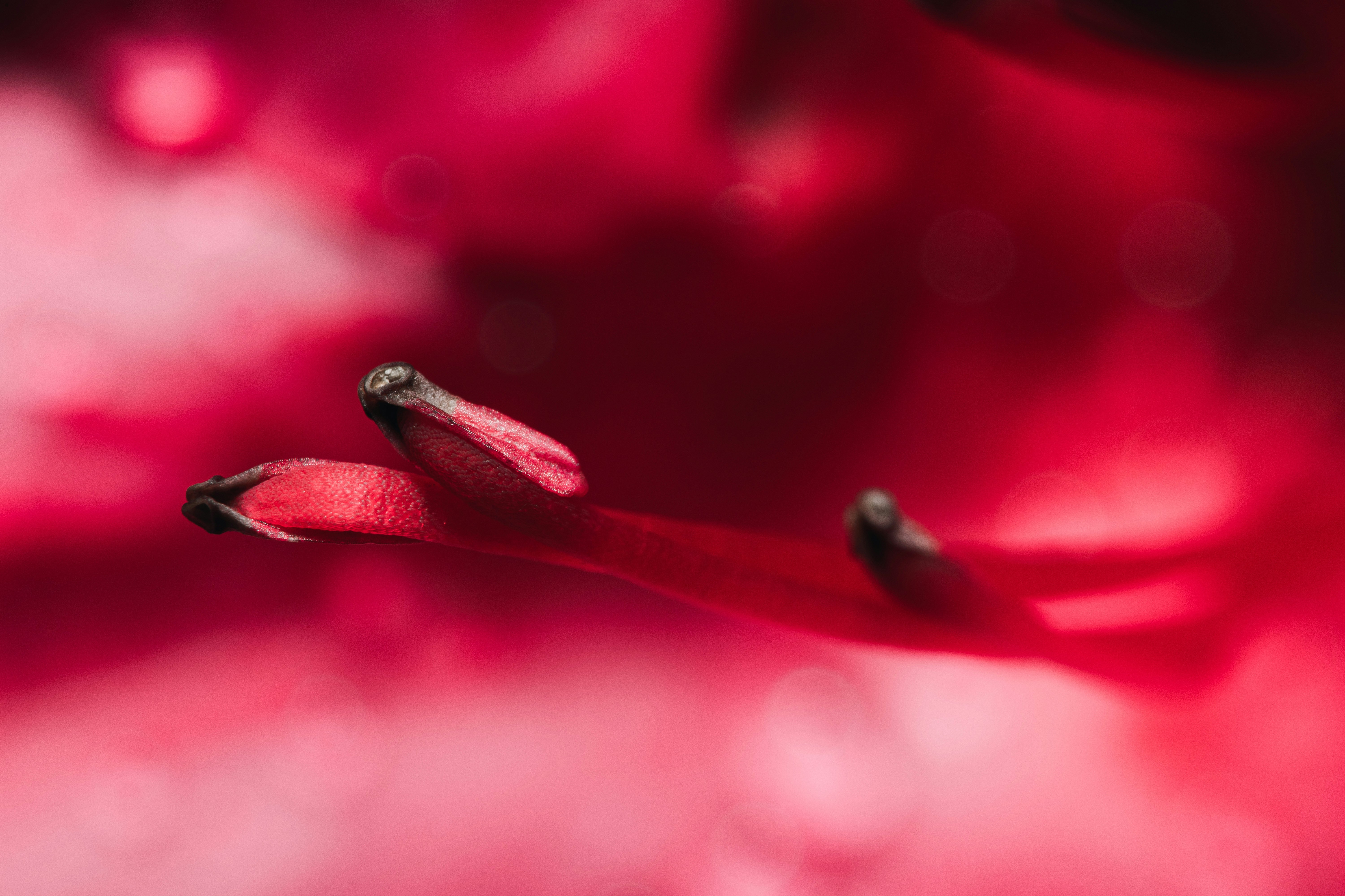 Photo by timothycdykes