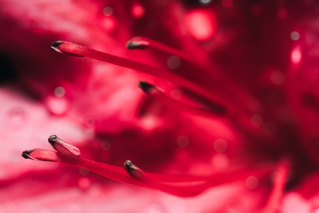macro photography of pink flower