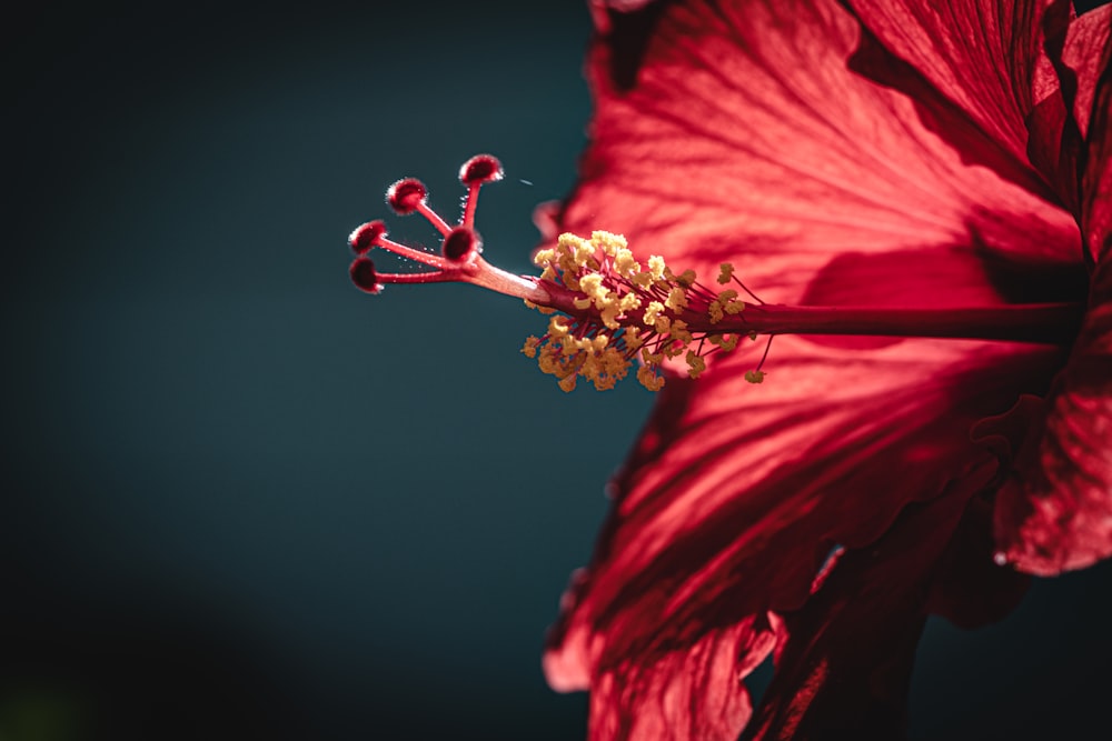 red hibiscus in bloom during daytime