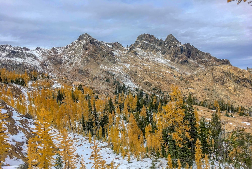 green trees near snow covered mountain during daytime