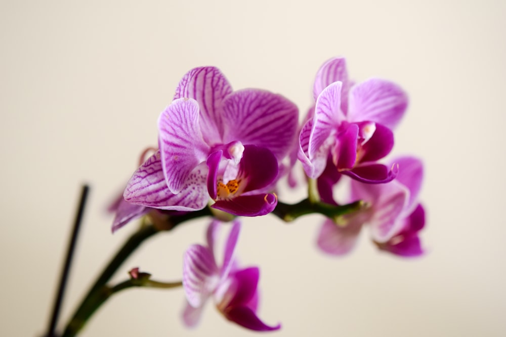 purple moth orchids in bloom