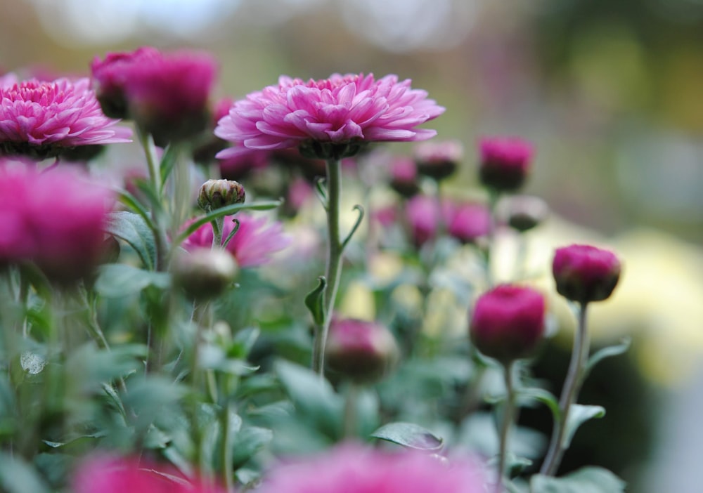 pink flower in tilt shift lens