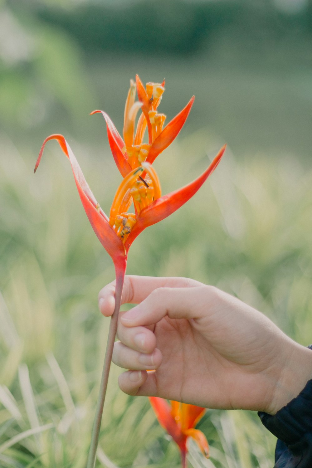 person holding red and yellow flower