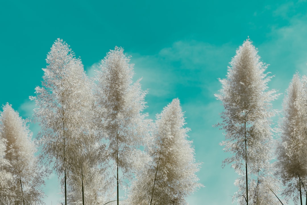 white trees under blue sky during daytime