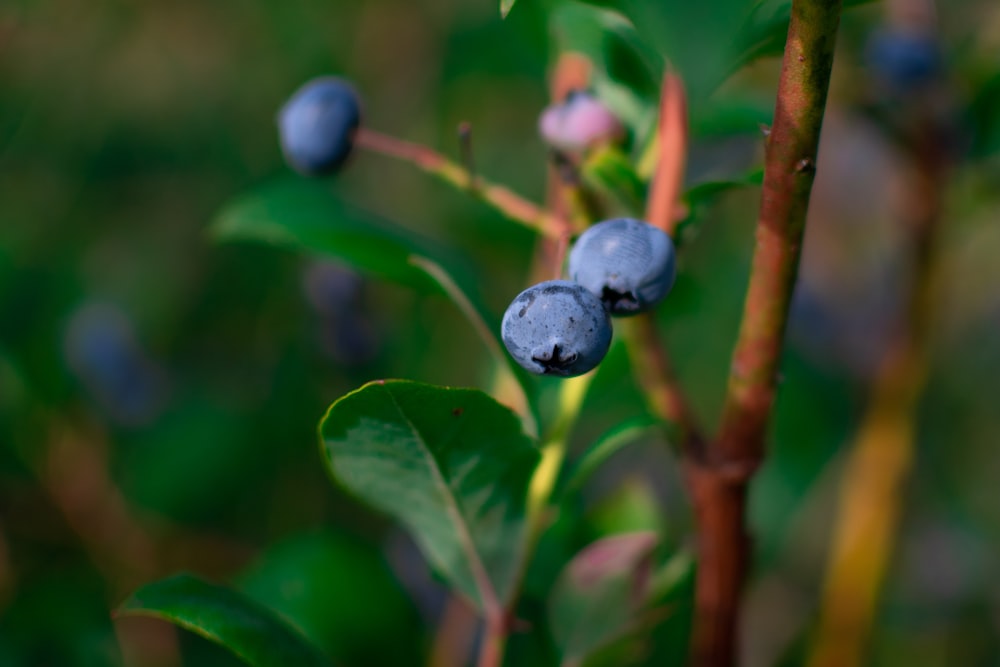 blue berries in tilt shift lens