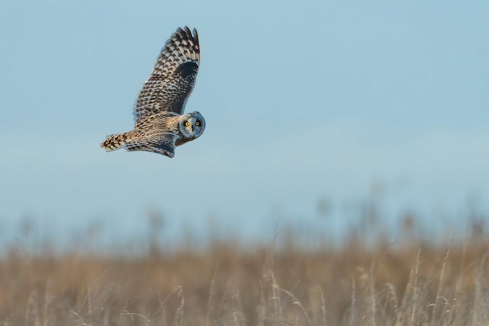 brown and white owl flying during daytime