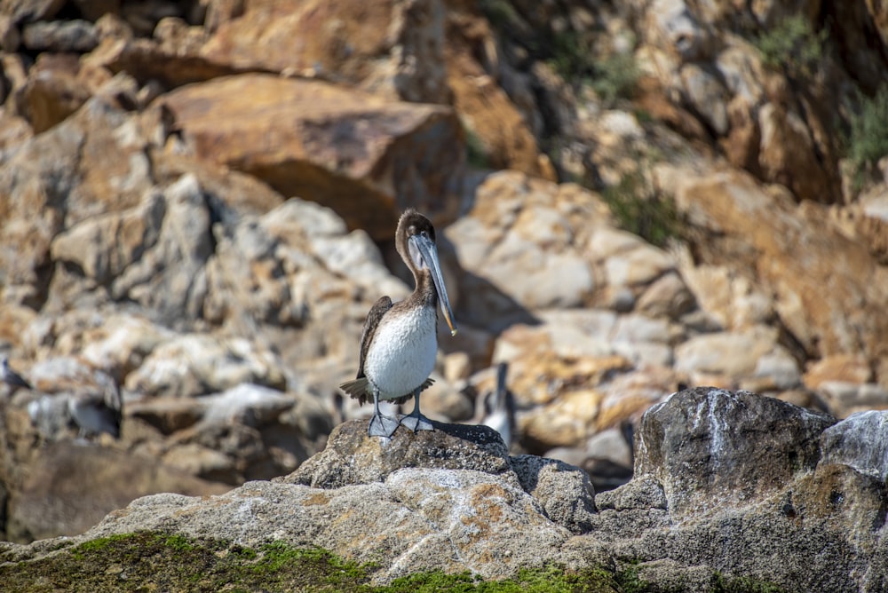 oiseau blanc et noir sur roche grise pendant la journée