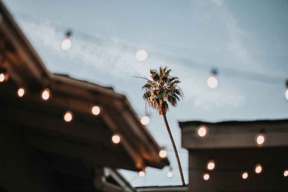 green plant with white string lights