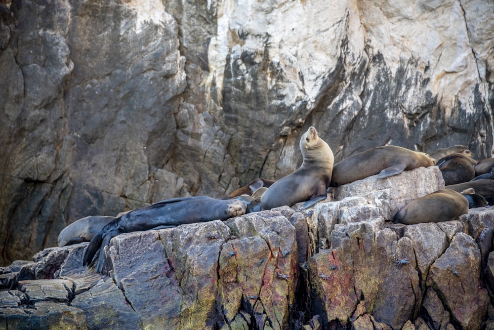 seal on rock during daytime