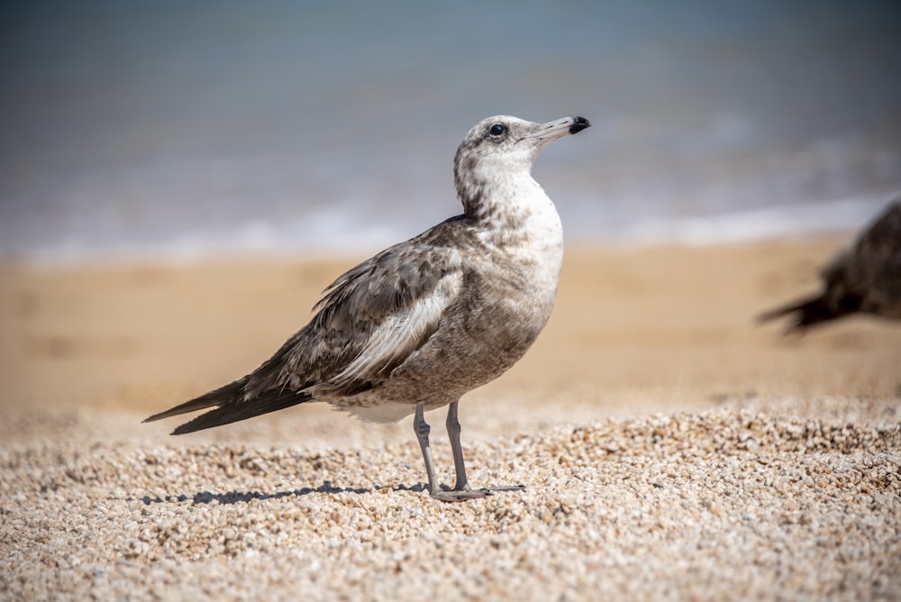 white and gray bird on brown sand during daytime