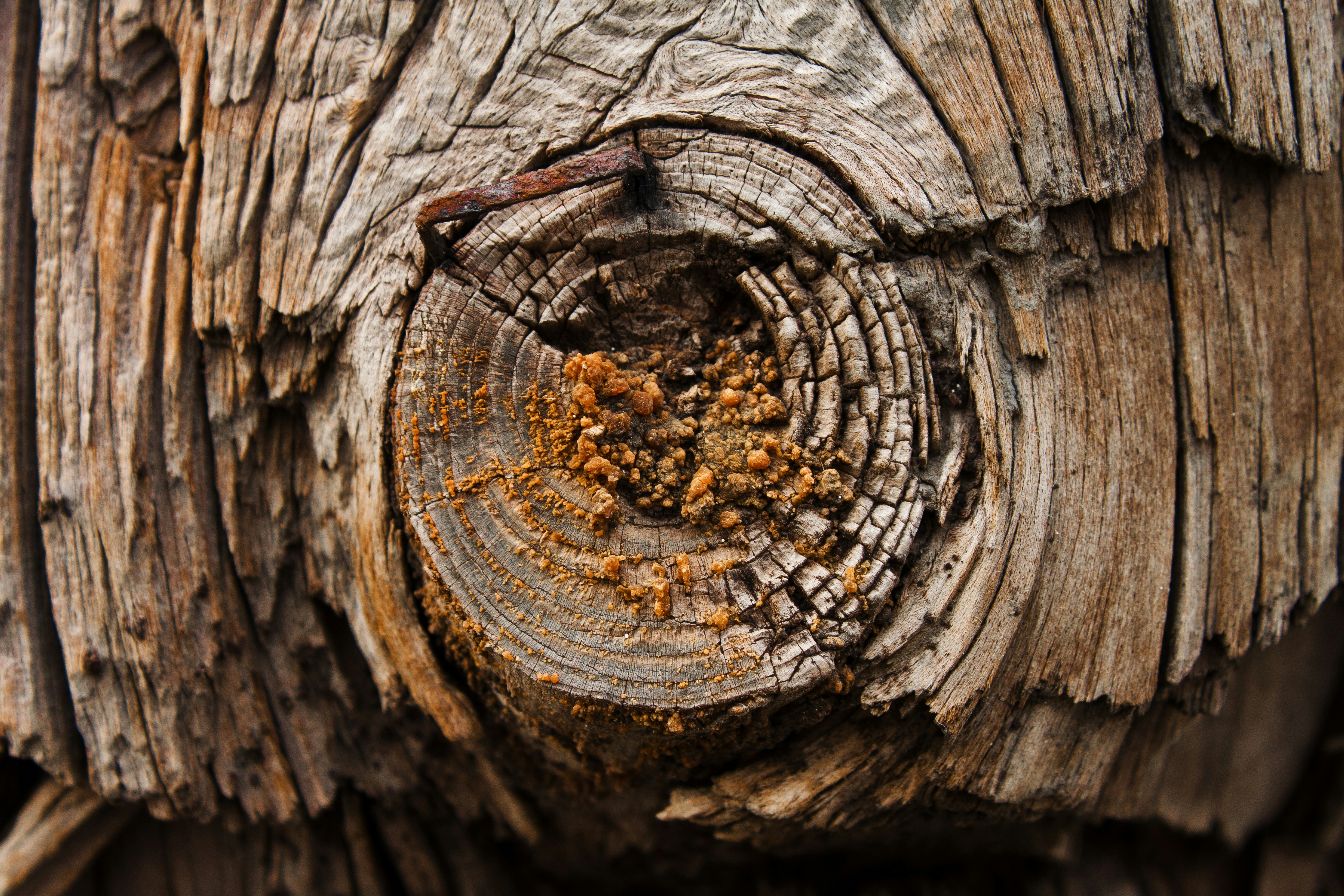brown tree trunk in close up photography