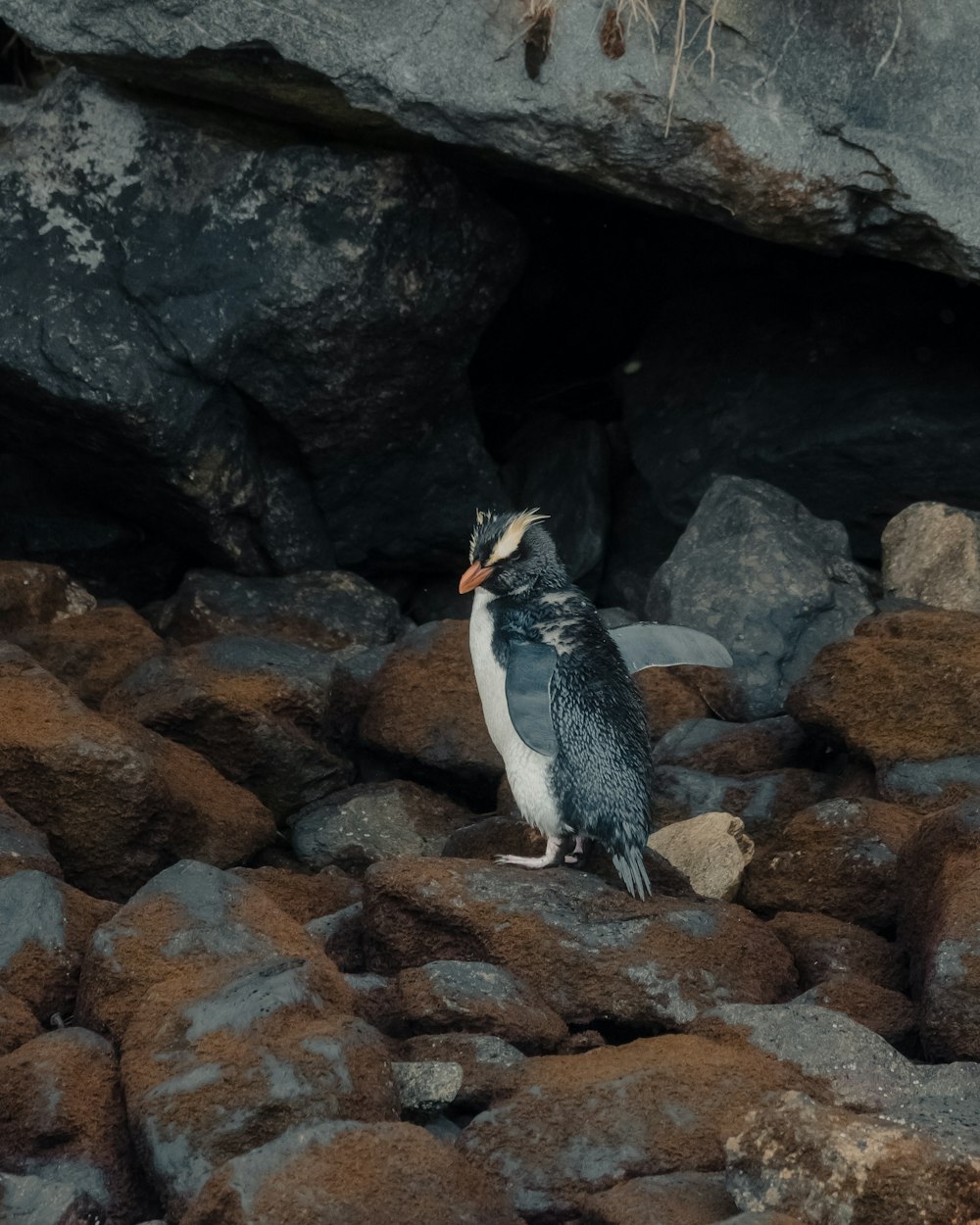 penguin on rocky ground during daytime