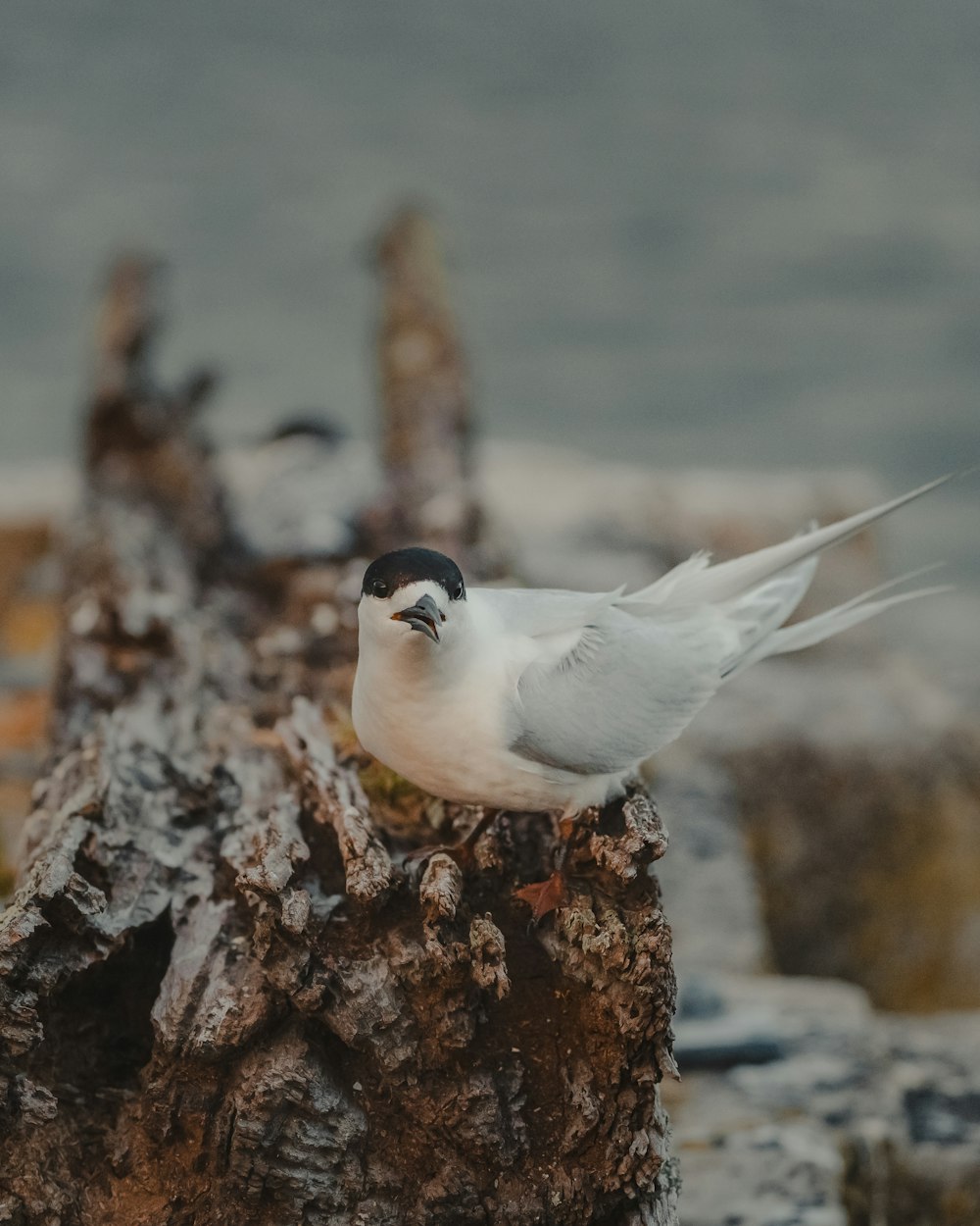 white and black bird on brown rock