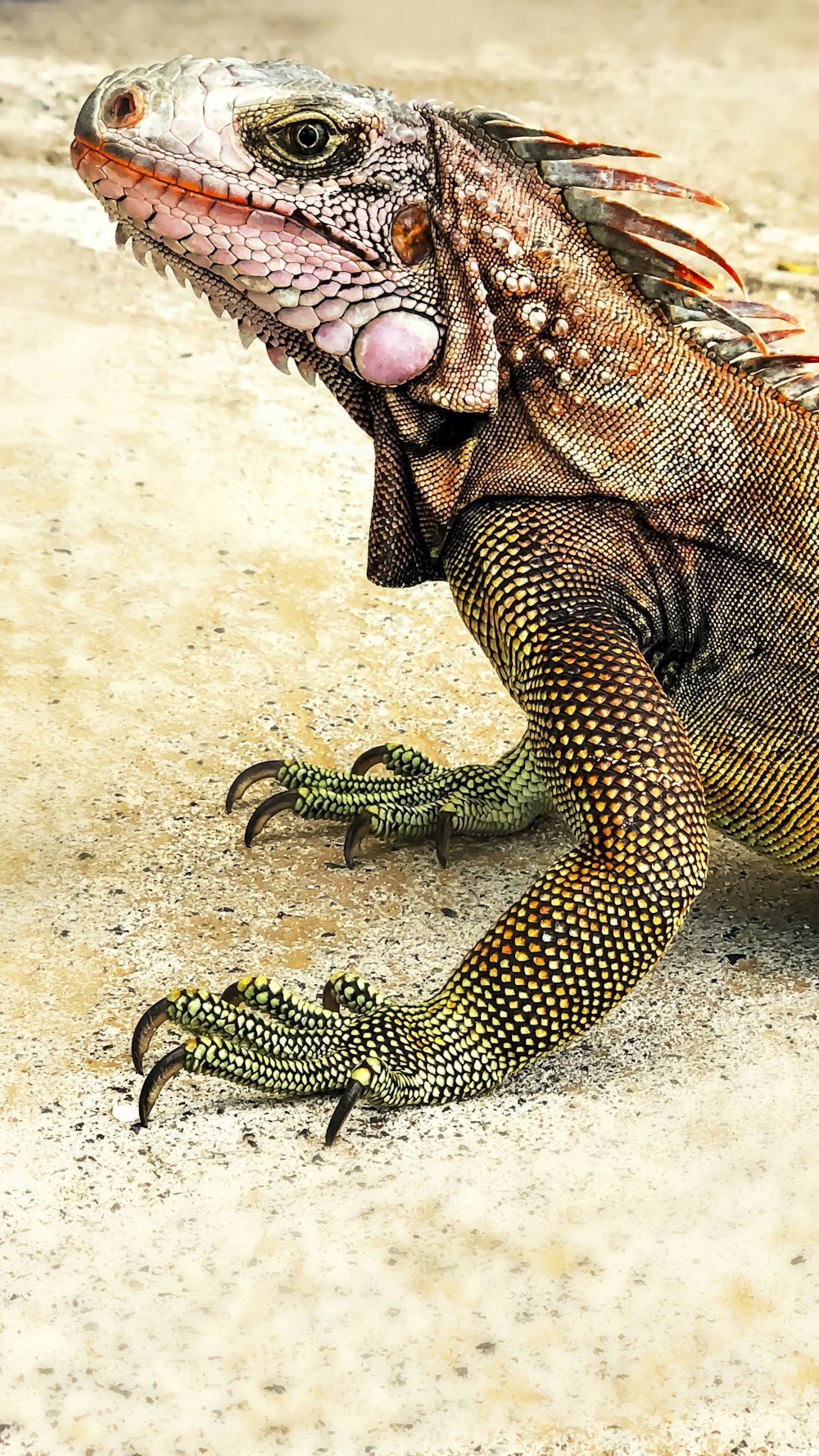 réptil verde e preto na areia branca