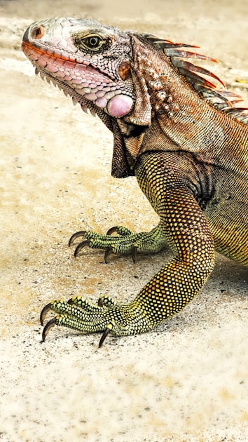 Urlaubsbetreuung für Terrarientiere: So überlebt dein Reptil den Urlaub