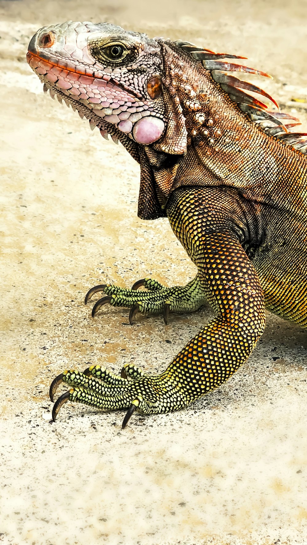 green and black reptile on white sand