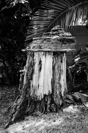 A weathered tree stump stands in a garden, surrounded by lush foliage. The stump is textured with rough bark and some layered growth rings at the top, indicating its age. Behind it, large palm fronds fan out, casting shadows on the nearby ground.
