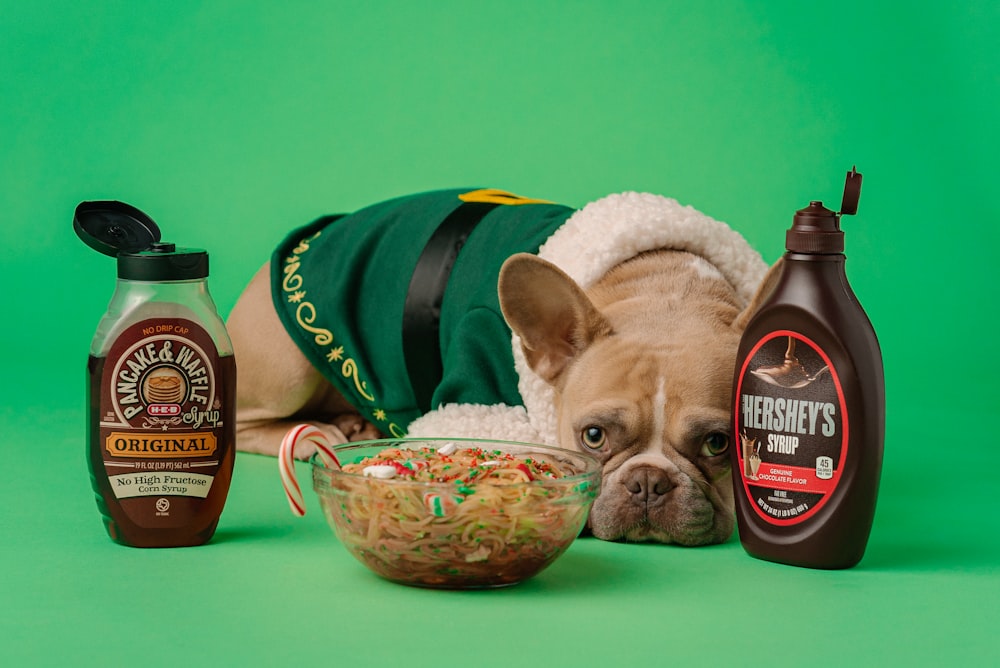 brown and white french bulldog in green and yellow hat