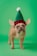 fawn pug wearing red and white striped santa hat