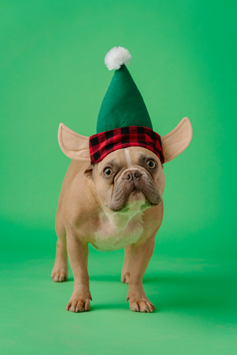 fawn pug wearing red and white striped santa hat