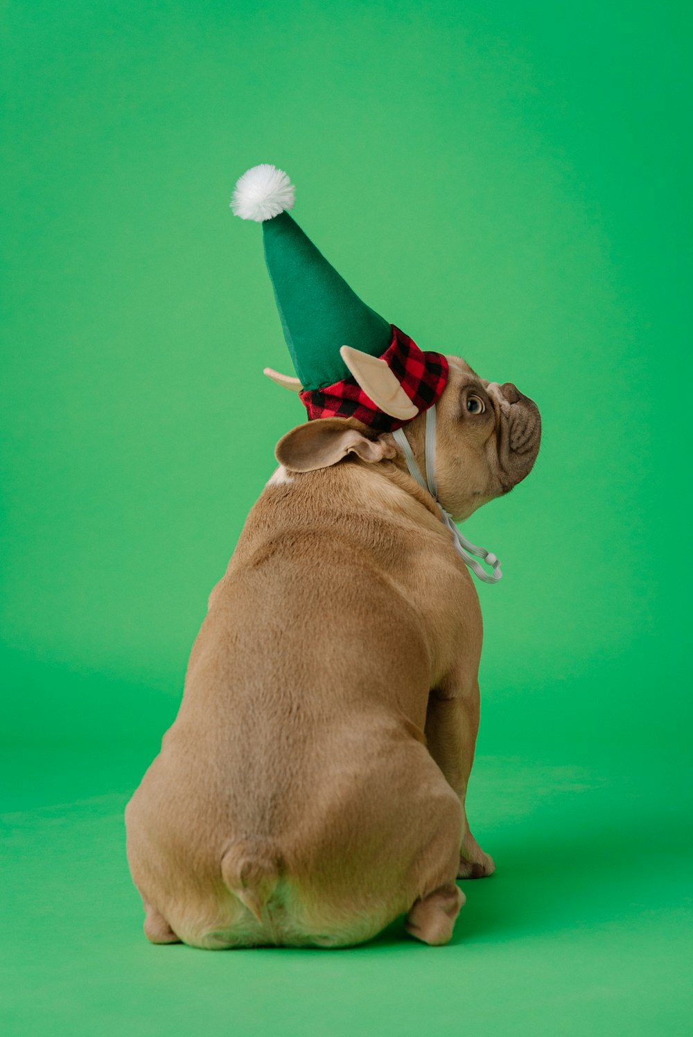 Perro marrón de pelo corto con gorro de Papá Noel rojo y blanco