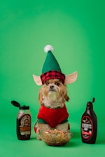 A small dog dressed in an elf costume, complete with a green hat and red coat, sits between two bottles of syrup. In front of the dog, a bowl filled with noodles topped with colorful candy pieces is placed. The background is a bright, solid green, giving a festive and humorous appearance.