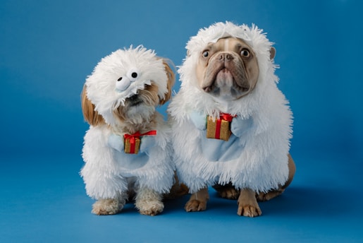 Two dogs dressed in white fuzzy costumes resembling mythical creatures, each holding a small gift box with a red ribbon. They are posing against a solid blue background.
