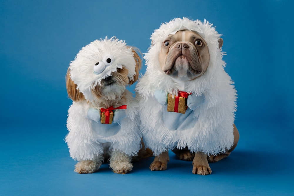 white and brown long coated small dog