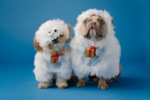 Custom Pet Portraits for You
