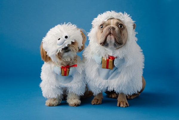 Custom Pet Portraits for You