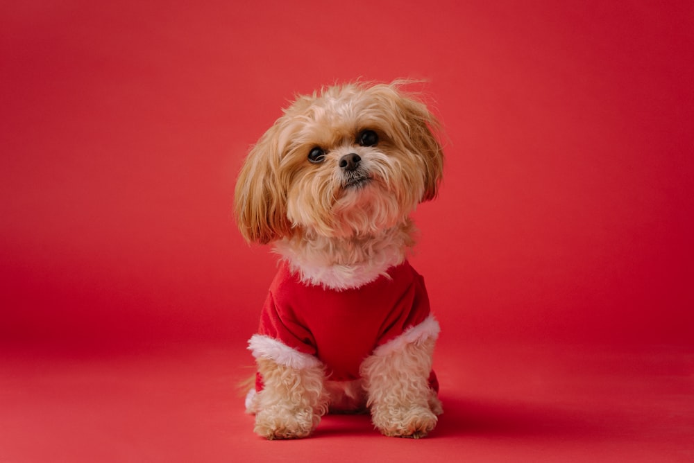 petit chien à poil long blanc sur textile rouge