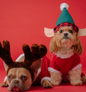 white and brown dog wearing santa hat