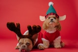 Two small dogs dressed in festive holiday costumes sit against a red background. The dog on the left wears a reindeer costume with antlers, while the dog on the right is dressed as an elf with a green hat and plaid trim, featuring elf-like ears.