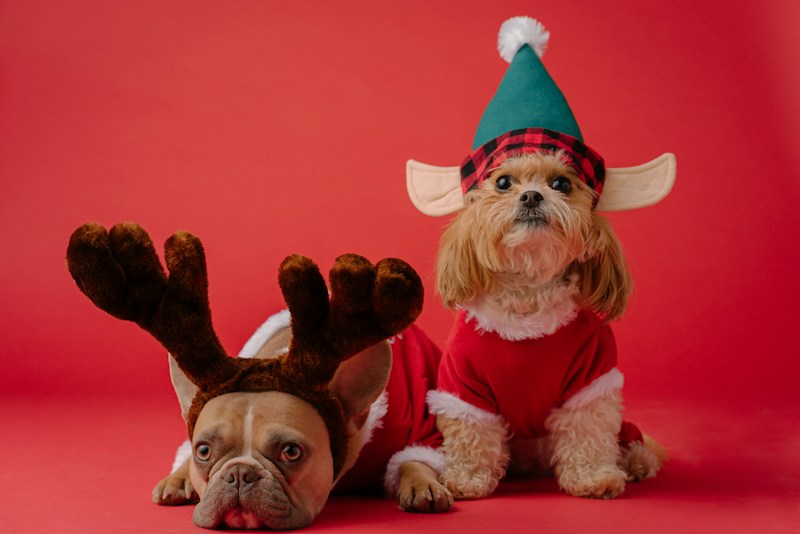 5 Safety Tips for Your Pets This Holiday Season! - pet wellness and nutrition guide by Empty Nest Dog Mom