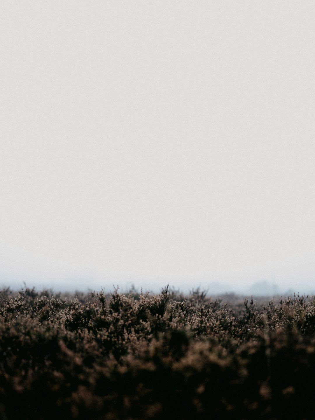 black and white grass field