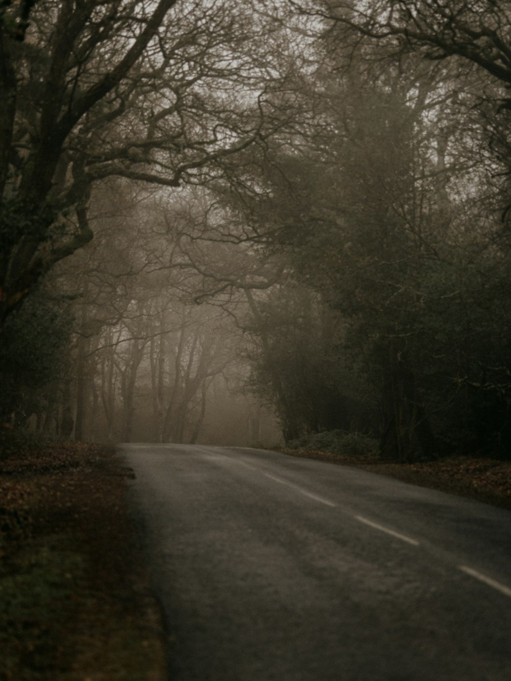 gray road between trees during daytime