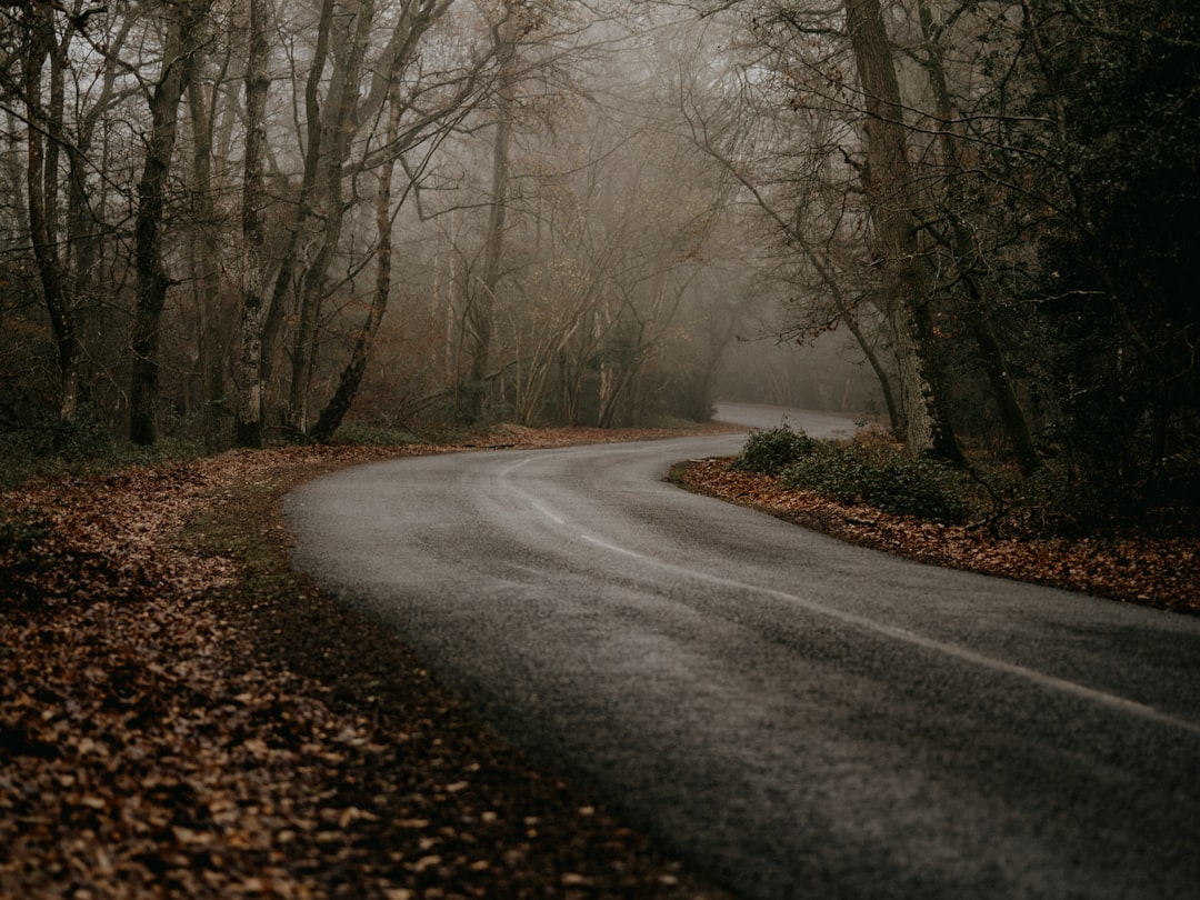 gray road between bare trees