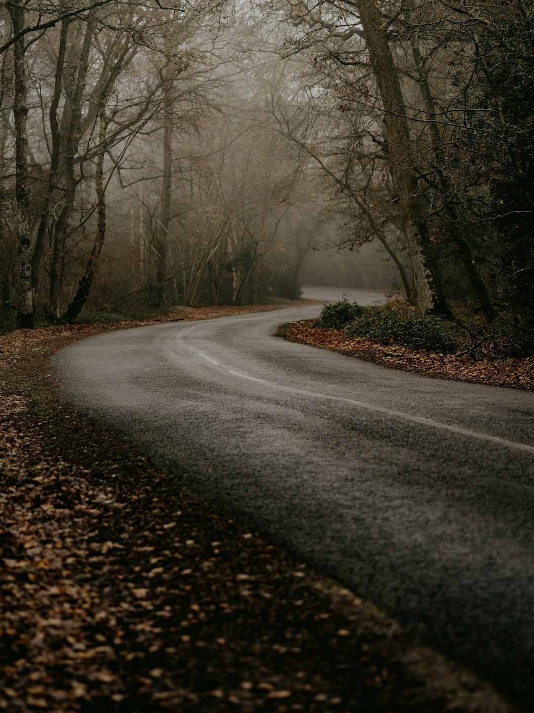 gray asphalt road between trees during daytime