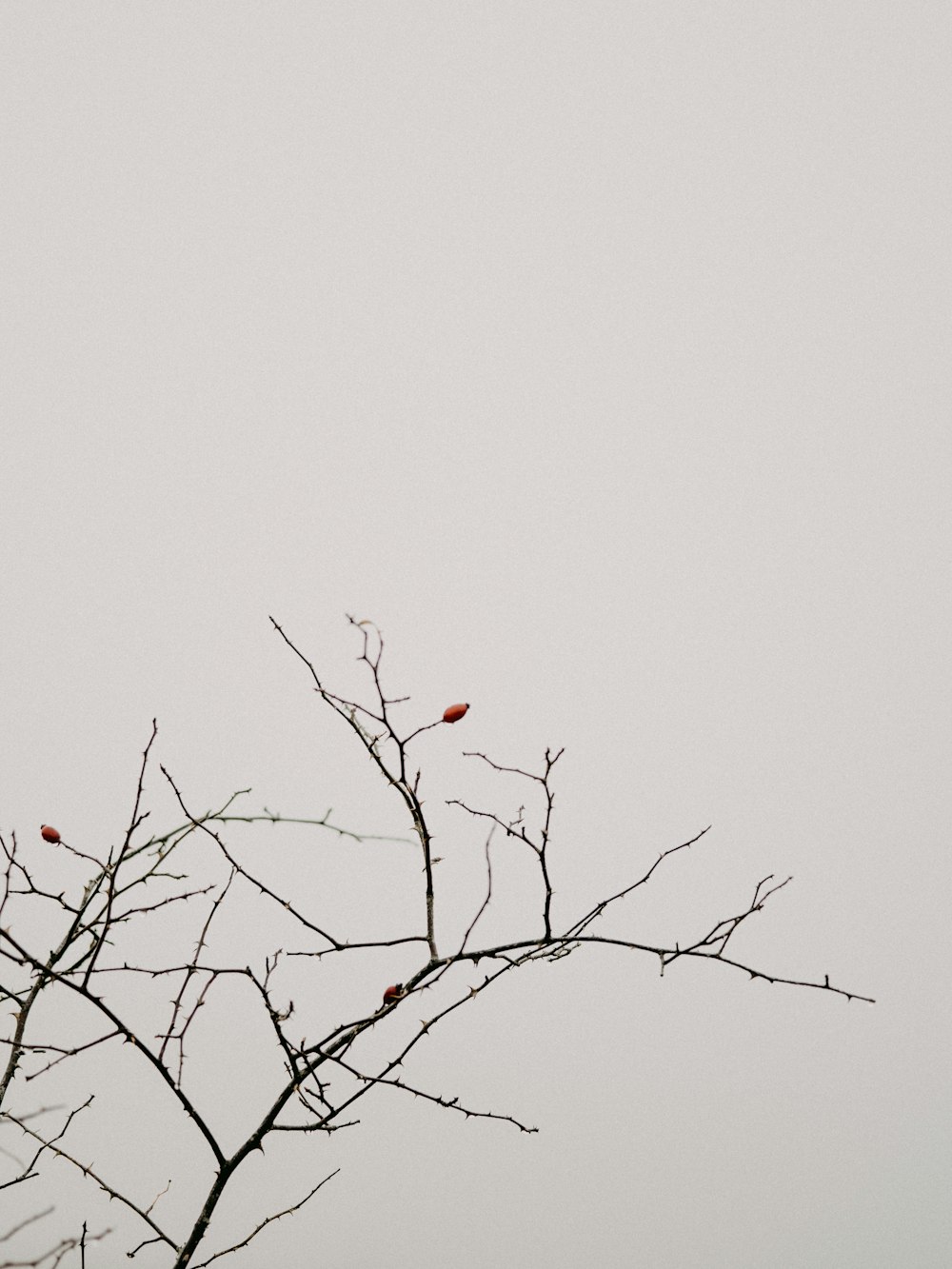 茶色の木の枝にとまった赤い鳥