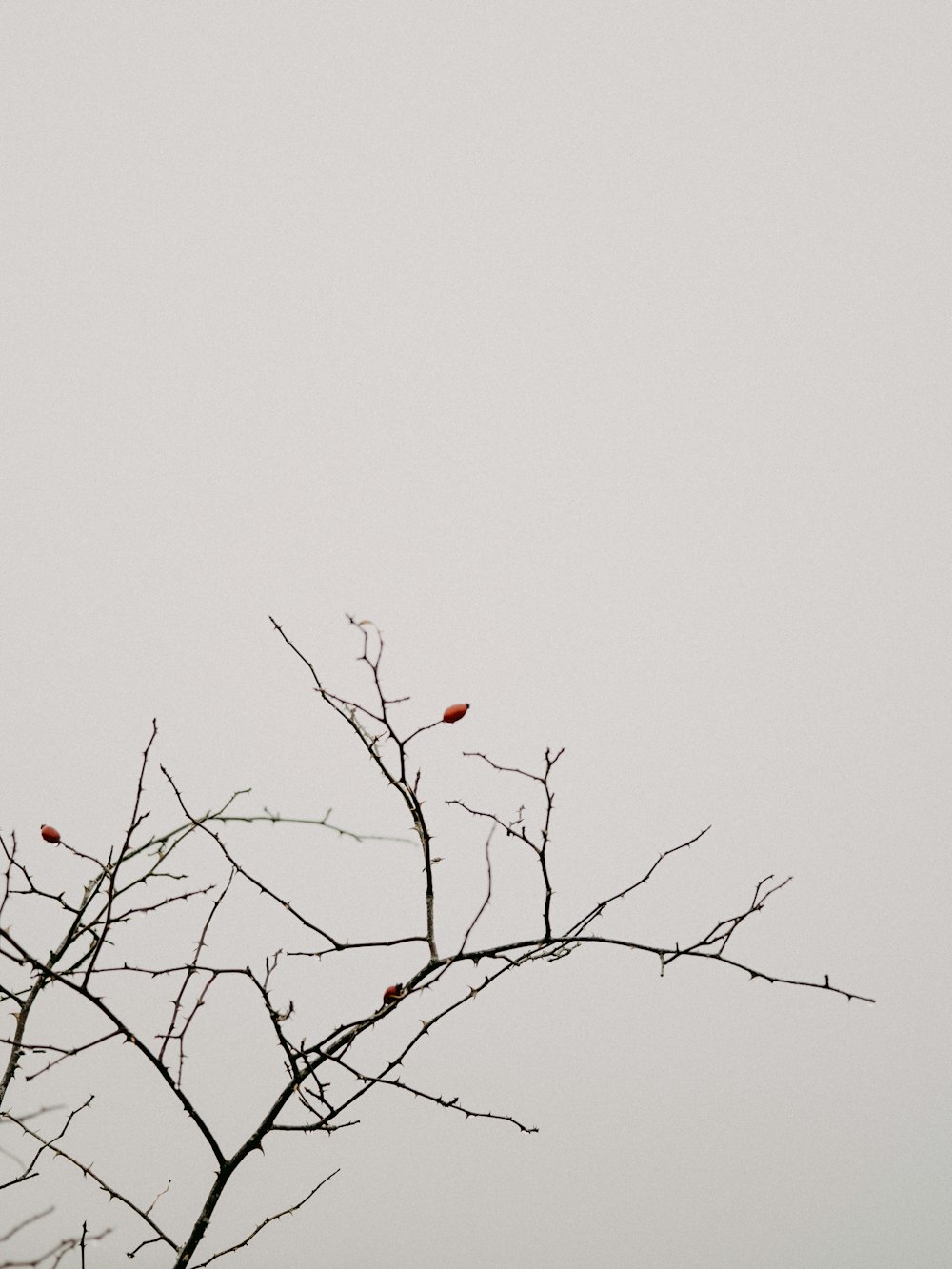 Roter Vogel auf braunem Ast