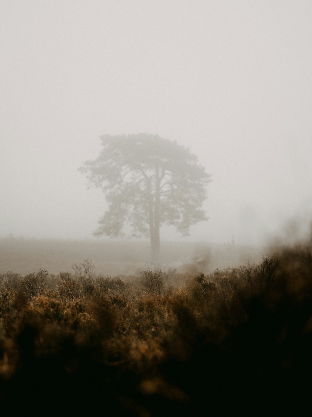 green trees on foggy weather