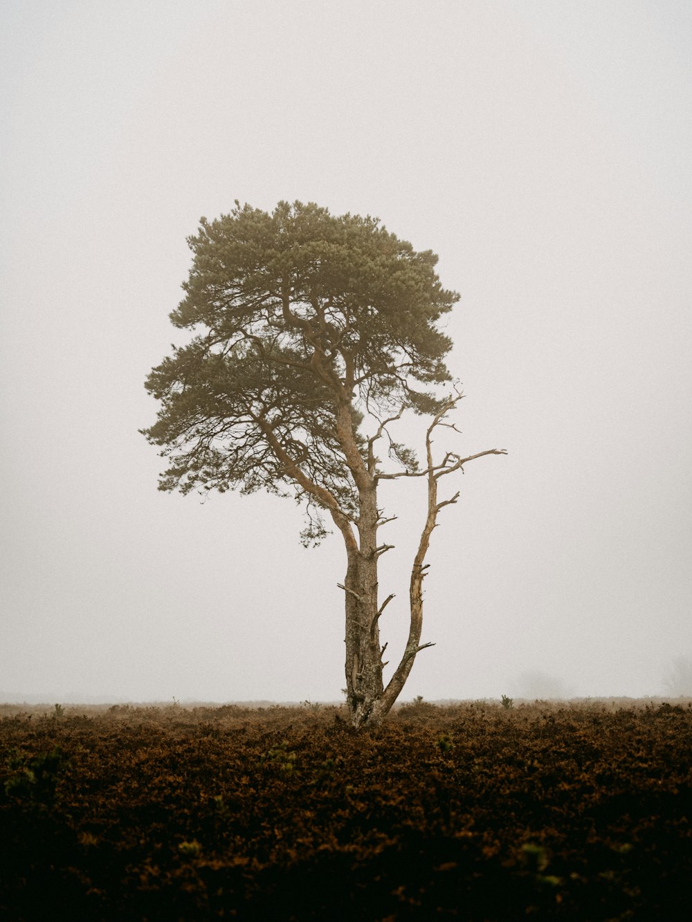 green tree on brown grass field